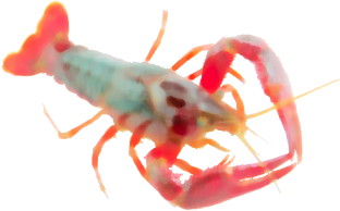 ザリガニのイメージ